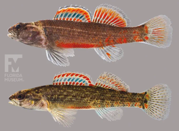two specimens of small, elongated fishes with lobed fins and dark gray-brown mottled coloring on their bodies. There are bright orange and soft blue stripes on their larger fins and small patches of orange along their bellies